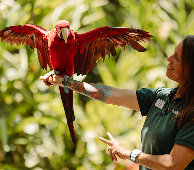 Bird show at the Catamaran Resort, San Diego, CA