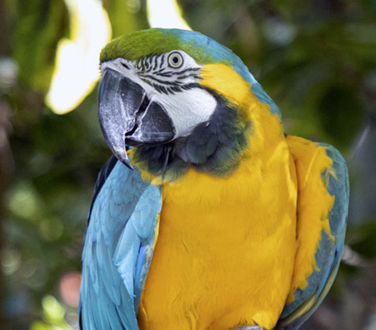 Close up Mercer at the Catamaran Resort